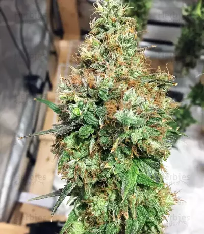 THC Pro Seeds