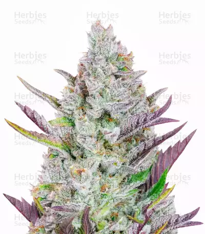 Wedding Glue Auto Feminized Seeds (Fast Buds)