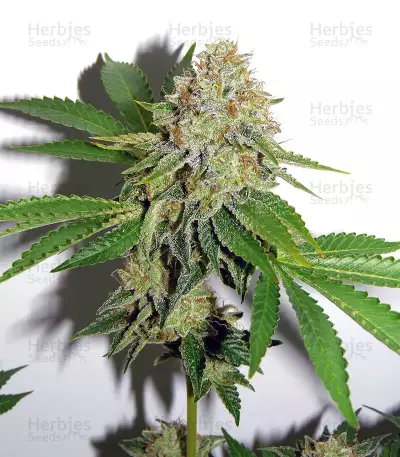 White OG feminized seeds