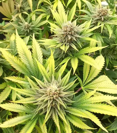 White Runtz Seeds