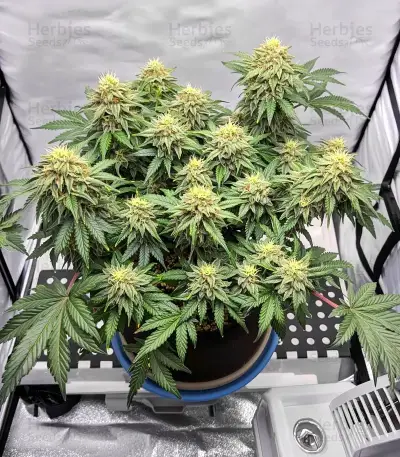 White Runtz Seeds