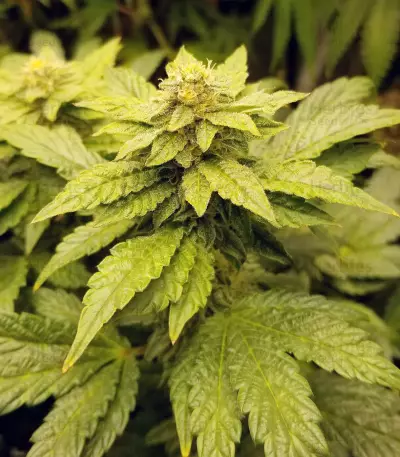 Graines de cannabis Sugar Breath (Humboldt Seeds Organization)