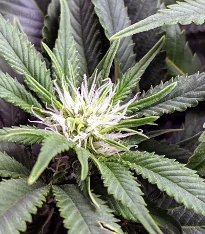 Graines de cannabis THC Bomb Regular (Bomb Seeds)