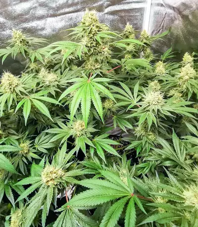 Vitality Feminized Seeds (AlphaFem Seeds)