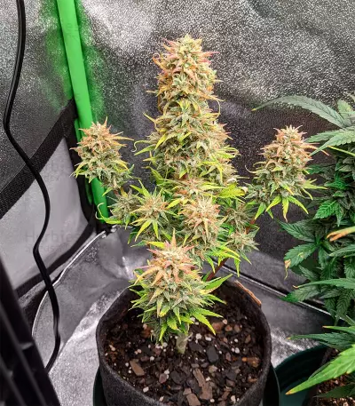 Cheese Autoflower (Herbies Seeds)