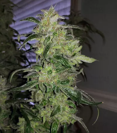 Z OG Auto (Barney's Farm)