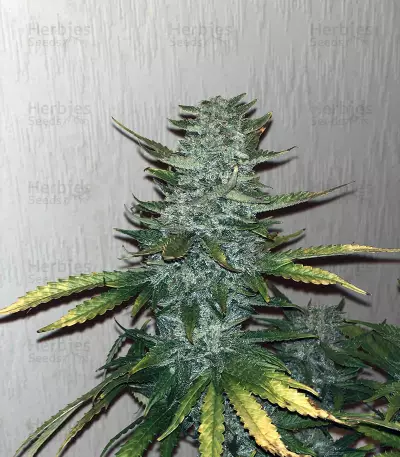 Purple Skunk Mass Seeds