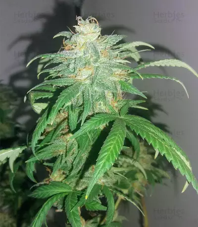 Black Gold Auto Seeds