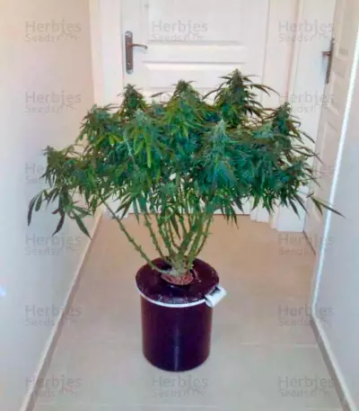 Think Different Auto Seeds feminized cannabis Auto Seeds