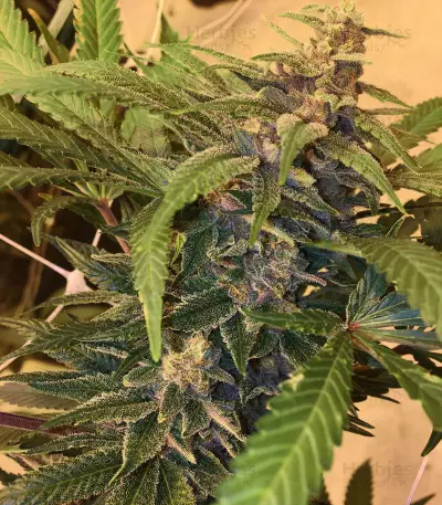 501st OG regular seeds