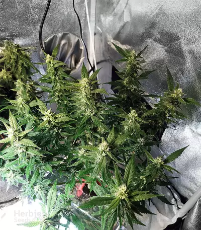 Auto Do-Si-Dos Cookies (00 Seeds)