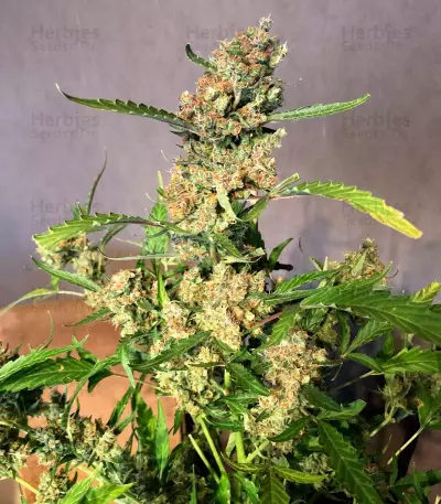 Auto Strawberry Gum Seeds