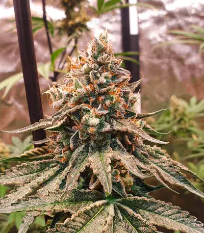 Baklava cannabis strain