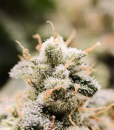 Black Jack Seeds