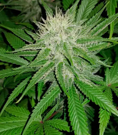 Blue Cheese strain