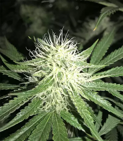 Bubble Bomb feminized seeds