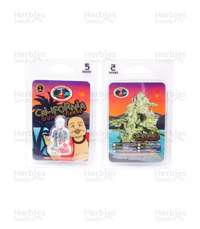 California Orange Cheese Seeds