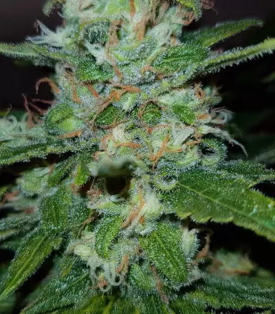 Critical Kush Seeds