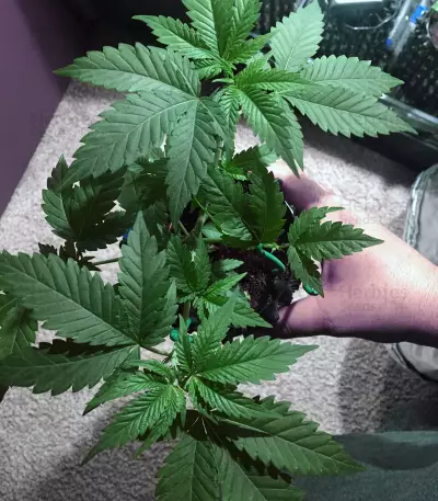 Semi femminizzati Gorilla Bomb