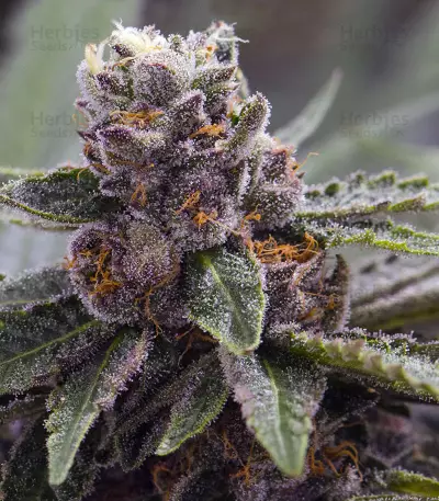Gelato Seeds