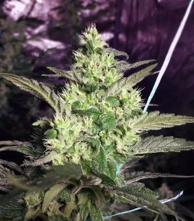 Girl Scout Cookies (Big Head Seeds)