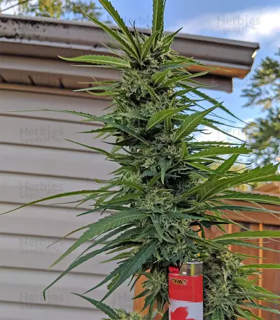 Gorilla (Gorilla Glue #4) (Expert Seeds)
