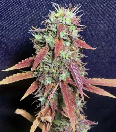 Graines de cannabis Goxuak Auto (Genehtik Seeds)