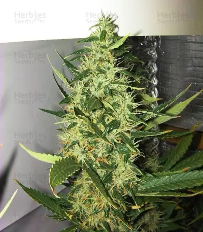 Grandaddy Banner Seeds