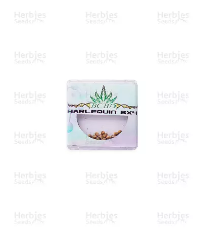 Harlequin Bx4 regular (BC Bud Depot Seeds) Cannabis-Samen