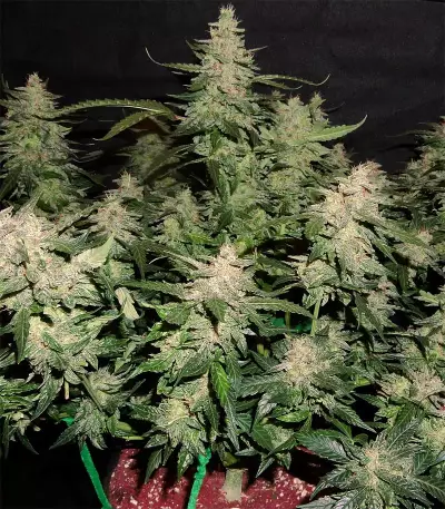 Haze Autoflowering CBD (Dinafem Seeds)