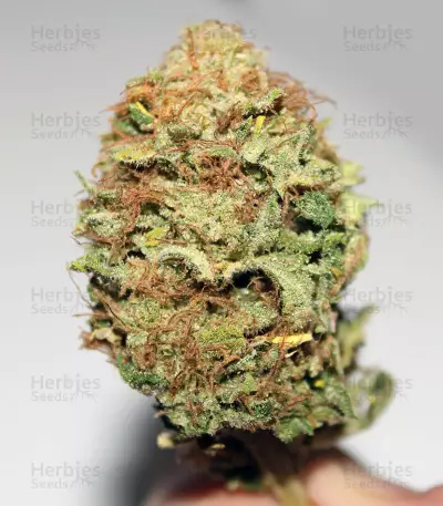 Headstash Seeds