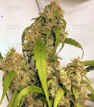 Graines féminisées de Jack Herer (Sensi Seeds)