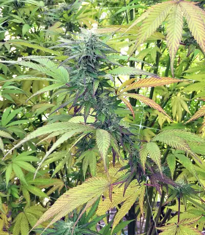 Kali China Seeds