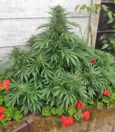 Graines de cannabis Krippleberry Auto (Dr. Krippling Seeds)