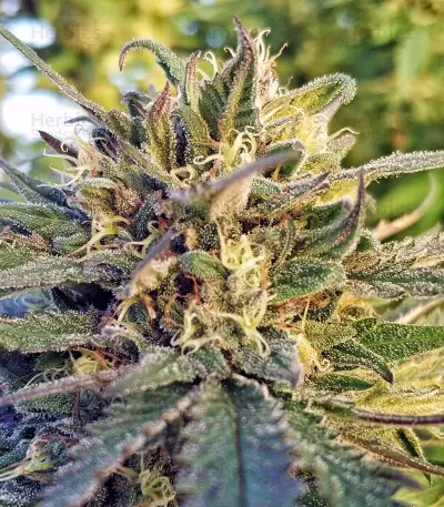 LA Chocolat Seeds