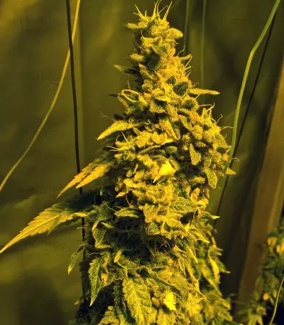 Graines de cannabis Midnight Kush (G13 Labs)