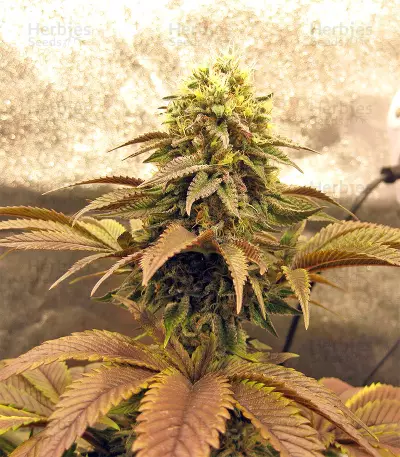 Peyote Purple Regular seeds