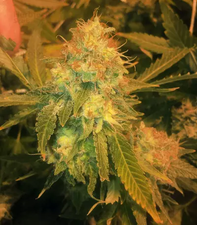 Pineapple Express Seeds (G13 Labs)