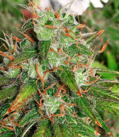 Purple Chem (Cali Connection Seeds)