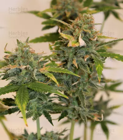 Skunk #1 feminized seeds (Sensi Seeds)