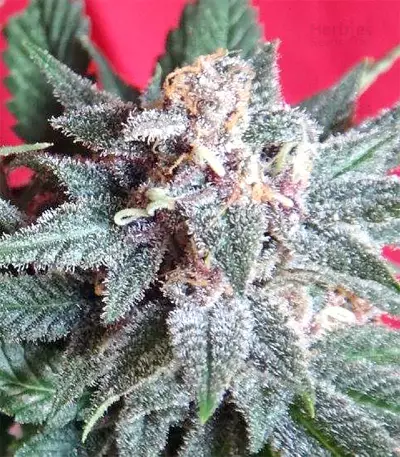 Snow Moon Seeds