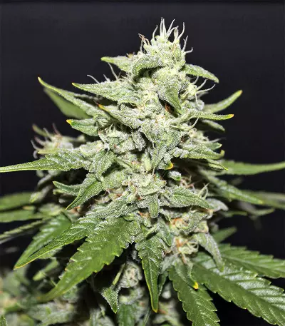 Sour Crack Auto Seeds