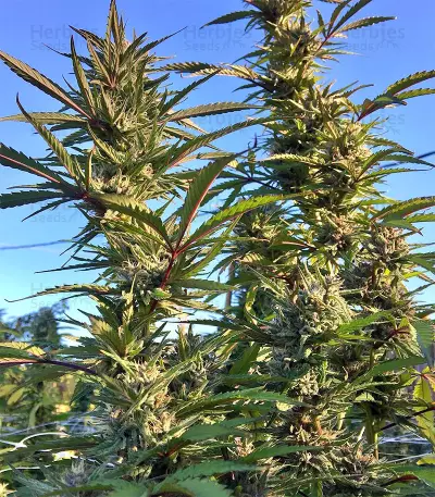 Strawberry Banana feminized seeds