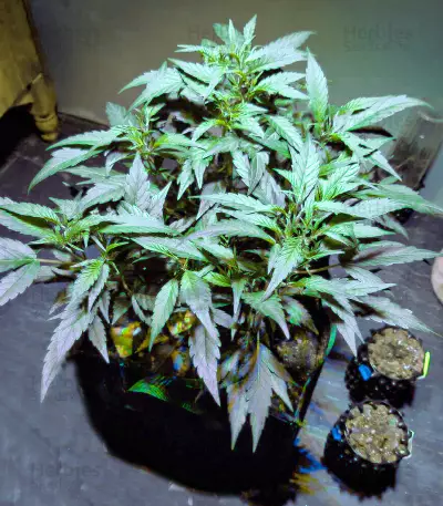 Super Mazar Seeds