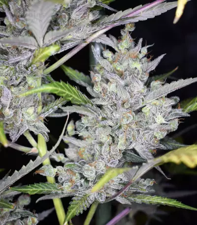 Wedding Cake Auto feminized seeds (Original Sensible Seeds)