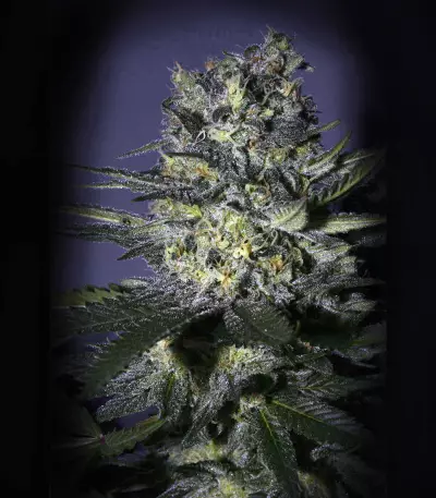 Yumbolt regular seeds