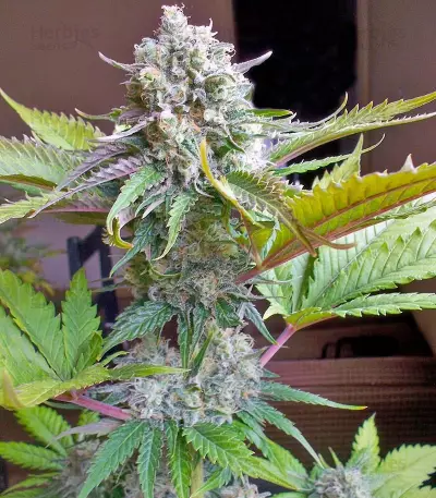 Atomical Haze Seeds