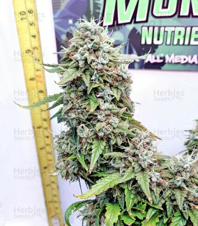 Auto Skywalker Haze