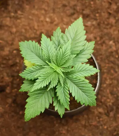 Blue Angel cannabis strain