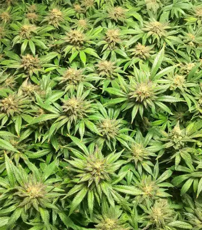 Blue Dream-Samen (Herbies Seeds)